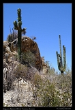  Saguaro National Park, Tucson, Arizona � Janet Zinn