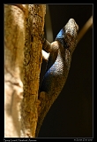  Spiny Lizard, Hereford, Arizona � Janet Zinn