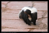  Striped Skunk � Janet Zinn