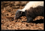  Striped Skunk � Janet Zinn