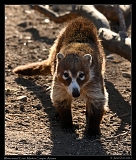  White-nosed Coati � Janet Zinn