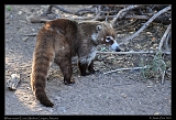  White-nosed Coati � Janet Zinn