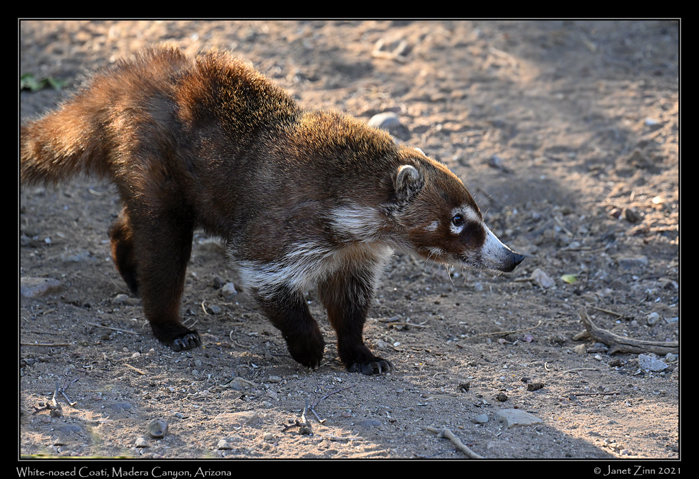 white_nosed_coati_JZ1_6513a