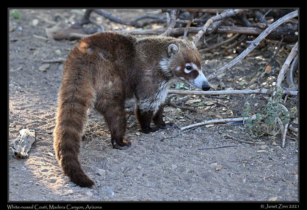 white_nosed_coati_JZ1_6531a