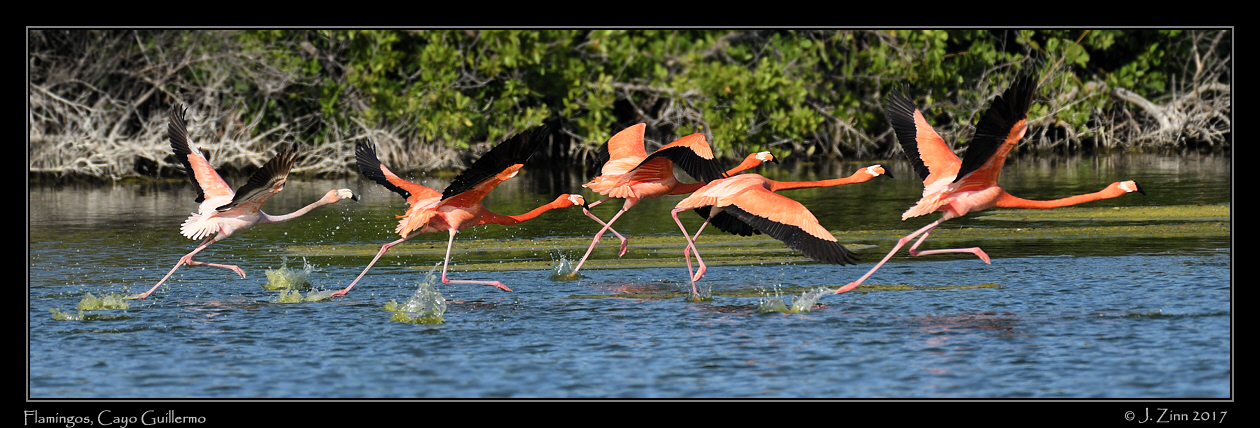 american_flamingo_2187b