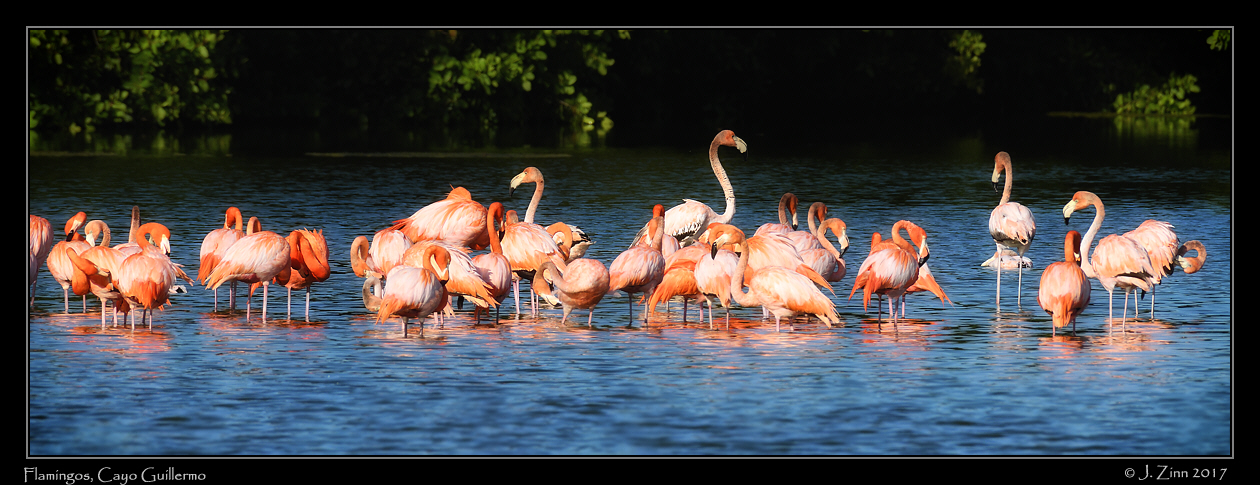 american_flamingos_2135cfx