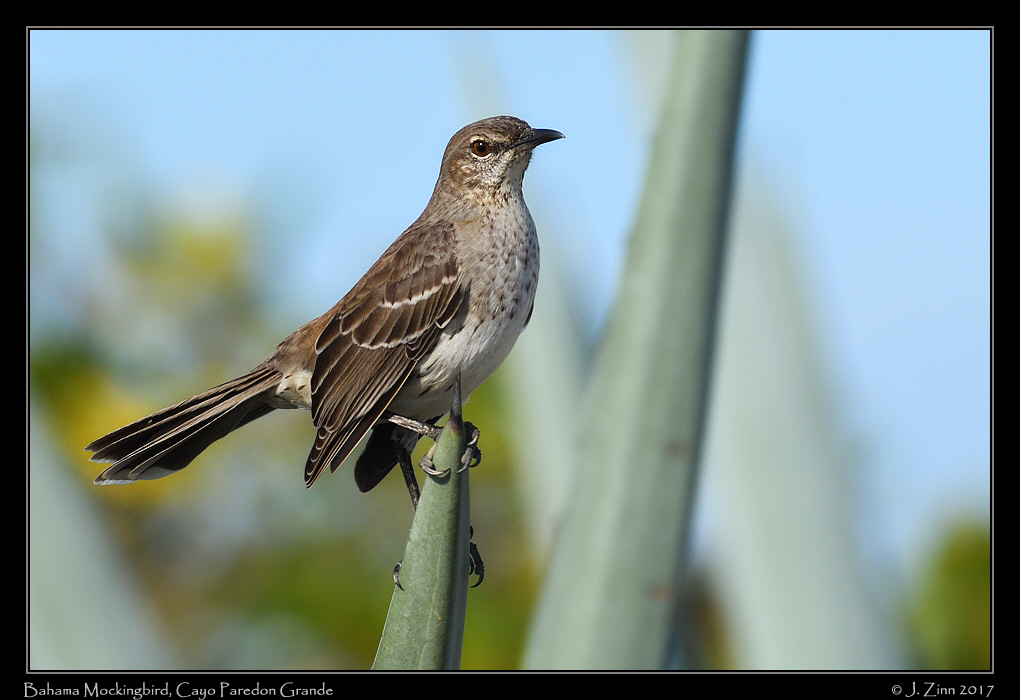 bahama_mockingbird_1831cfx