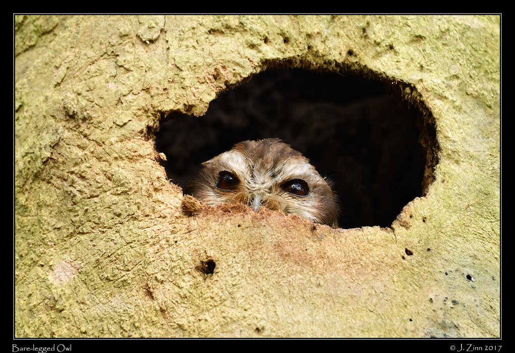 bare_legged_owl_9652a