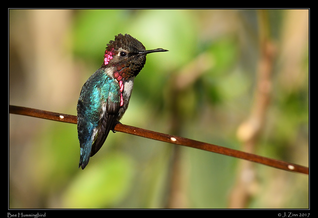 bee_hummingbird_0205a