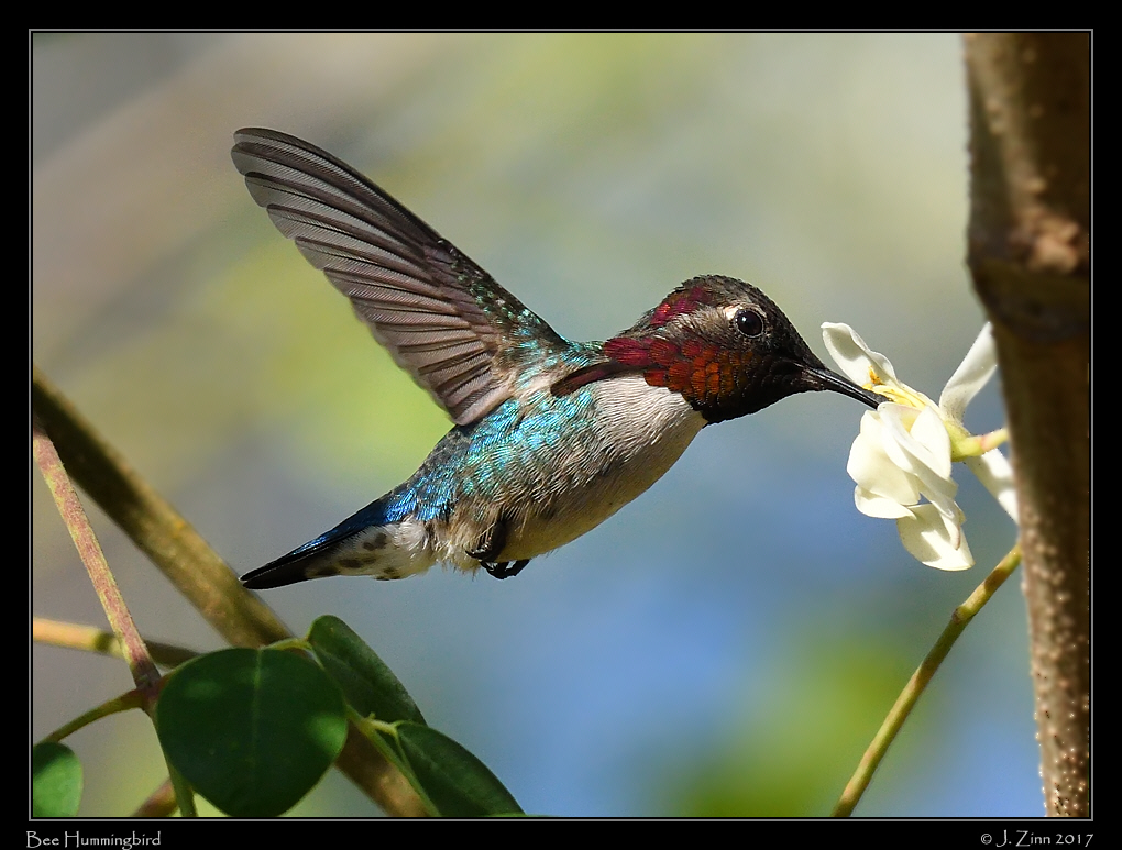 bee_hummingbird_0323a