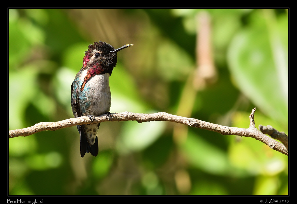 bee_hummingbird_0404a