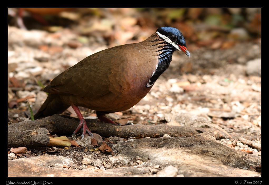blue_headed_quail_dove_9345a