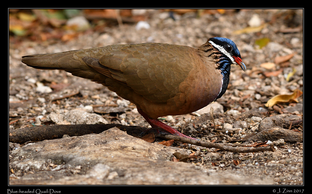 blue_headed_quail_dove_9390a