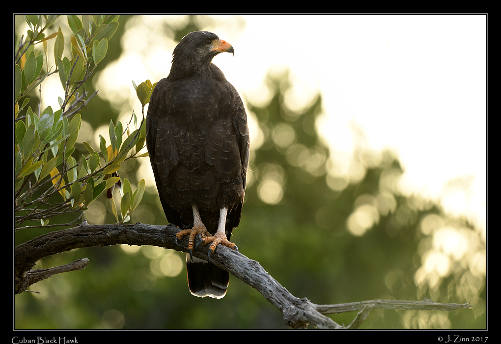 cuban_black_hawk_0950a
