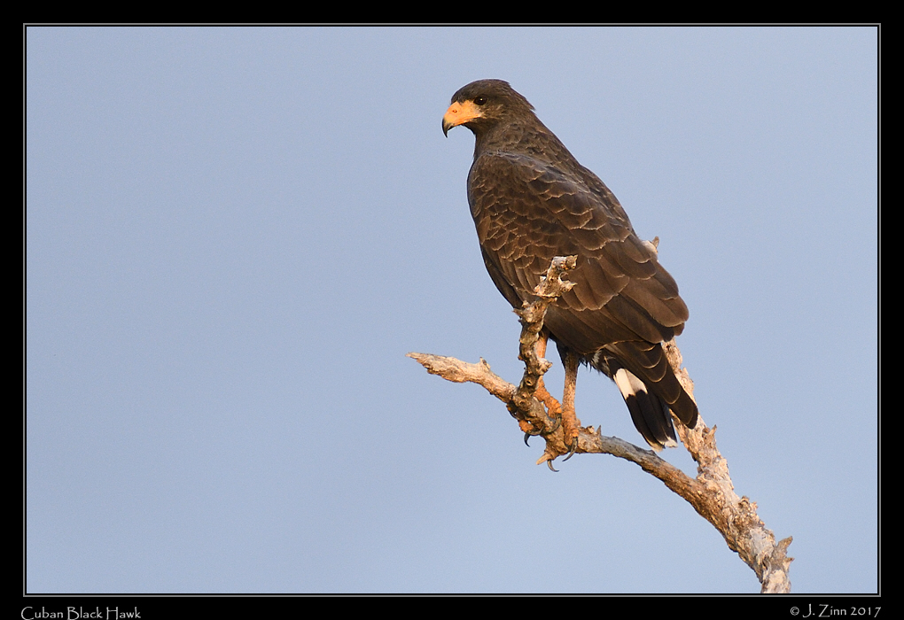 cuban_black_hawk_1071c