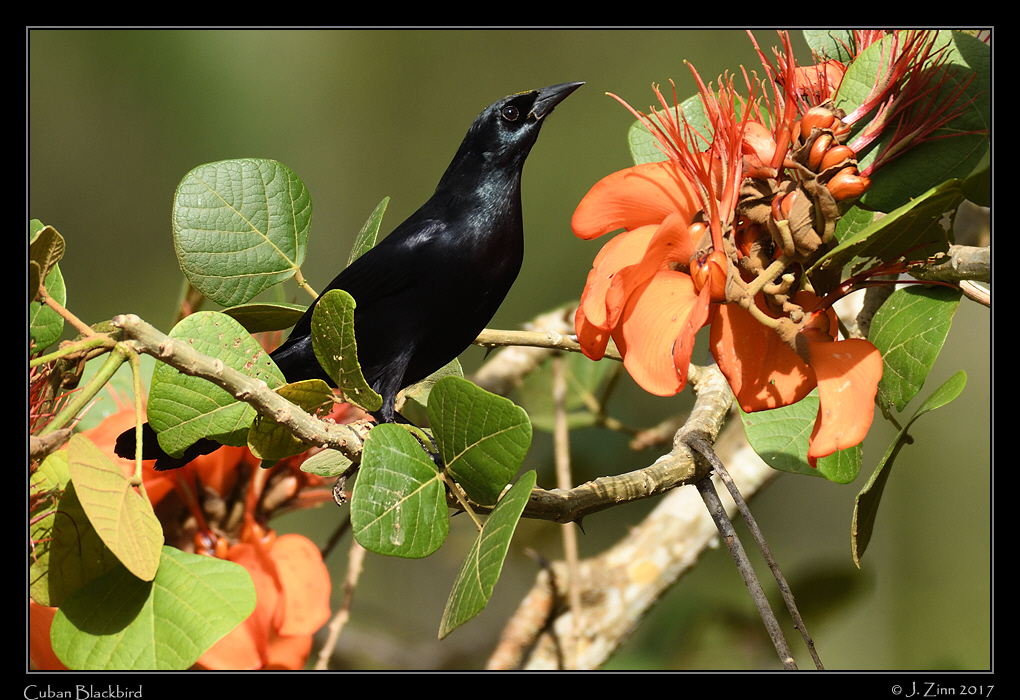 cuban_blackbird_8813a