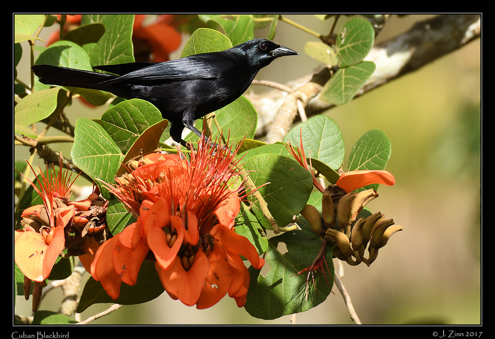 cuban_blackbird_8819a