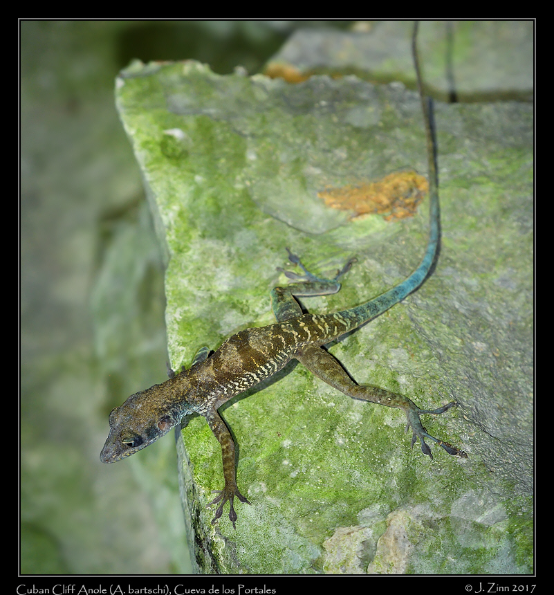 cuban_cliff_anole_8907b