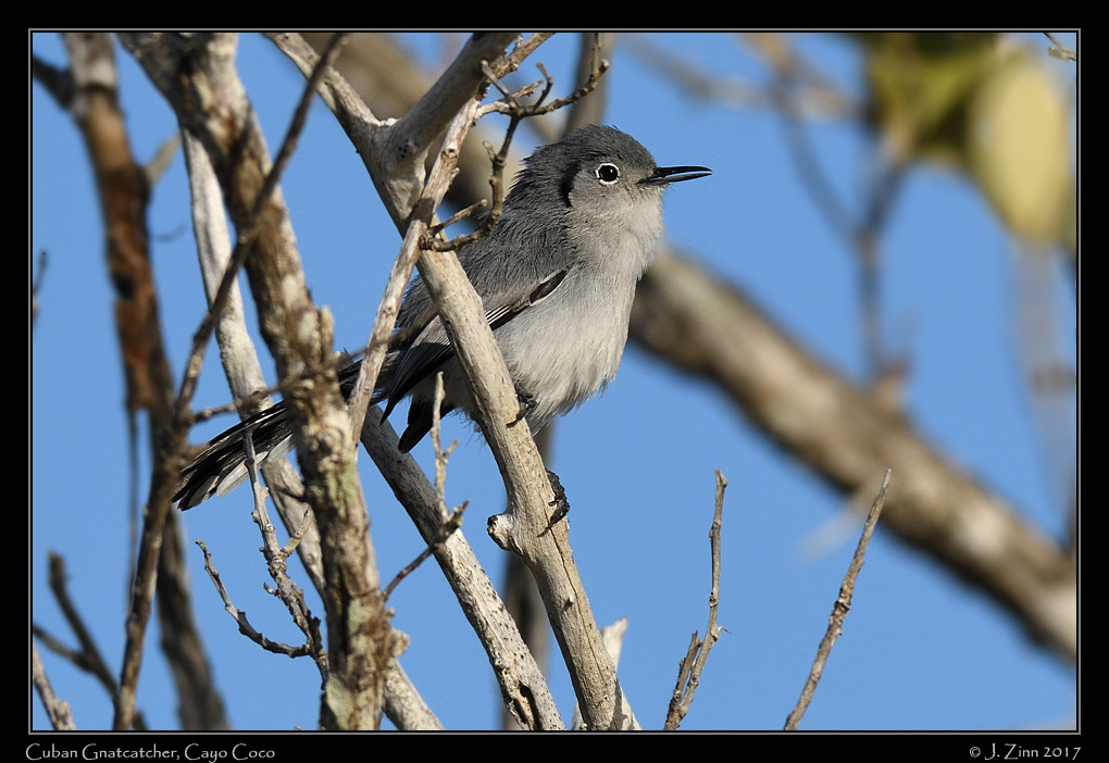 cuban_gnatcatcher_1600a