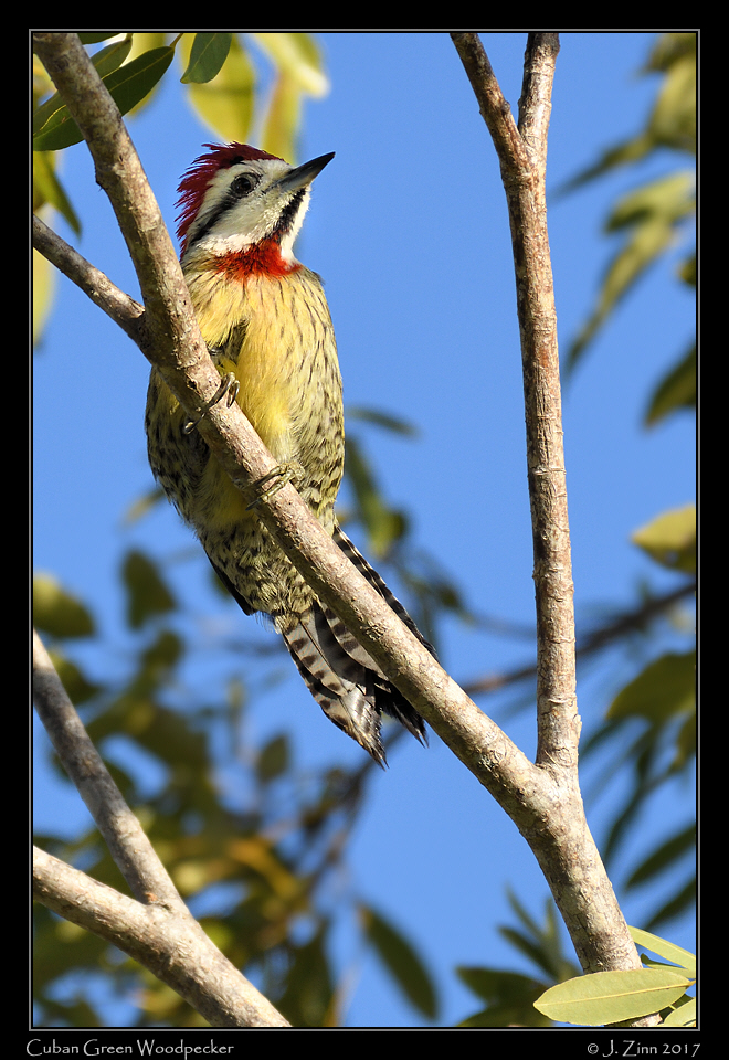 cuban_green_woodpecker_0036a