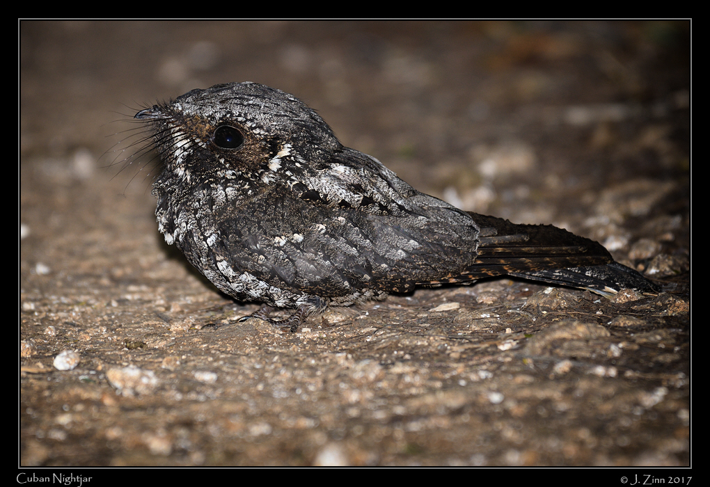cuban_nightjar_9707b