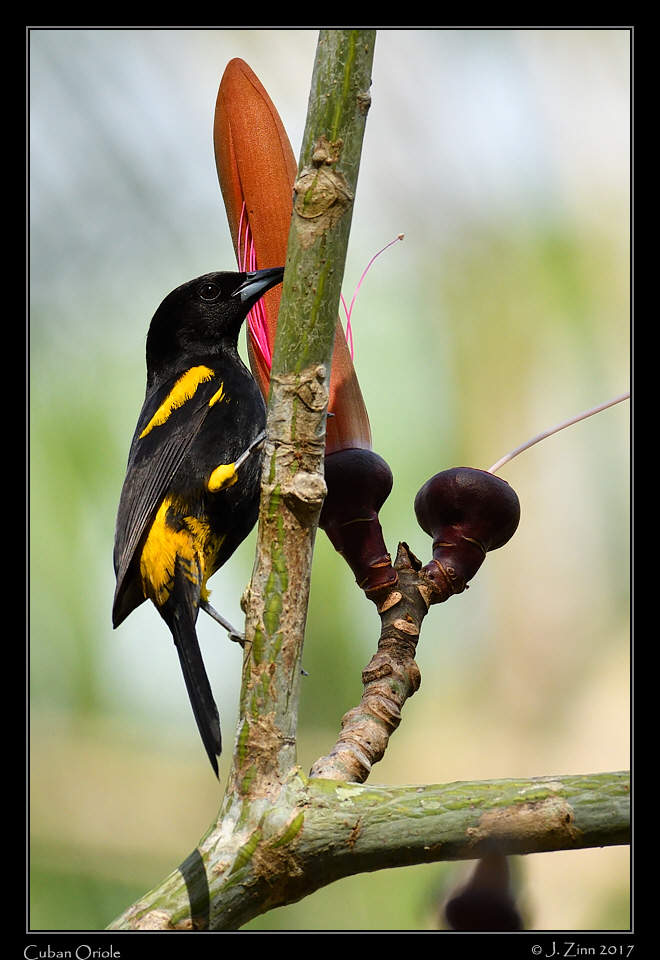cuban_oriole_8465a
