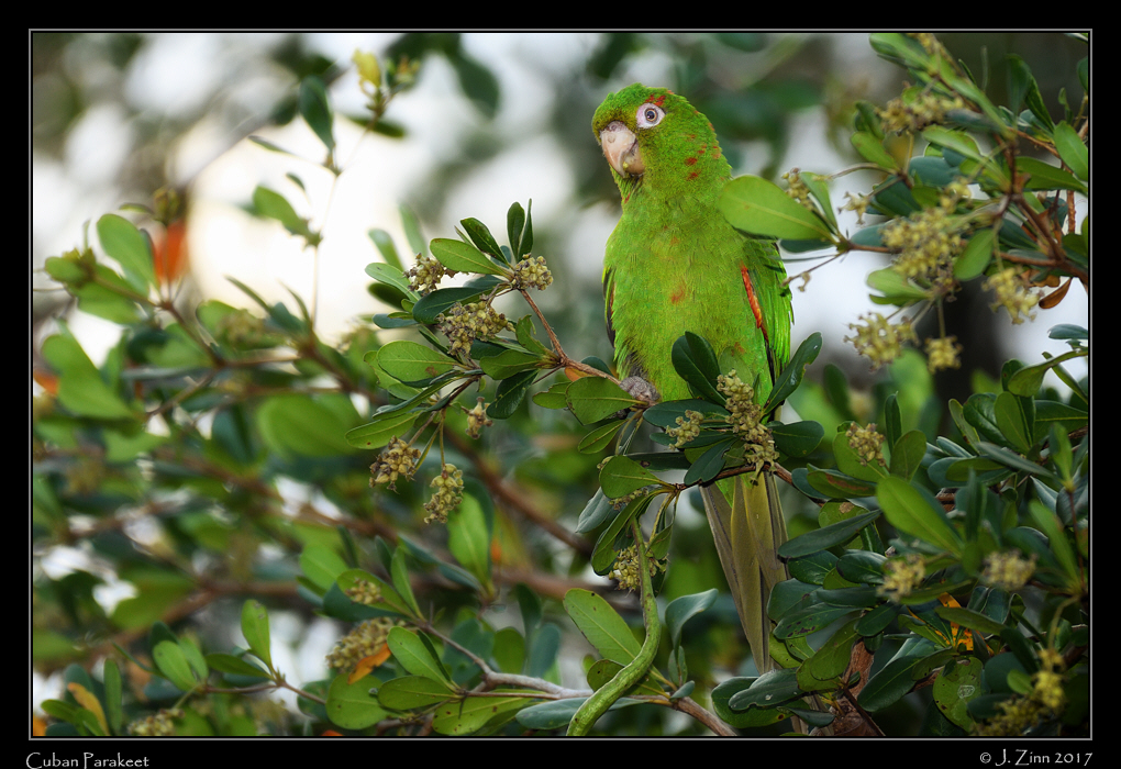 cuban_parakeet_9669cfx