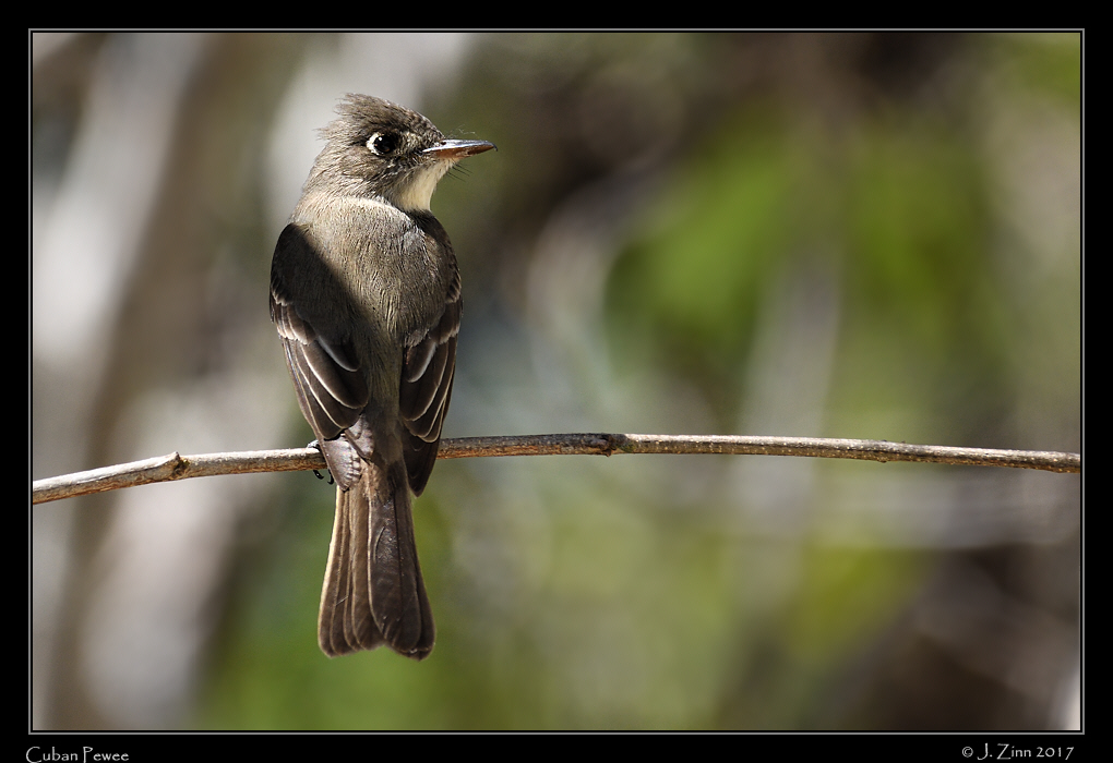 cuban_pewee_0440a