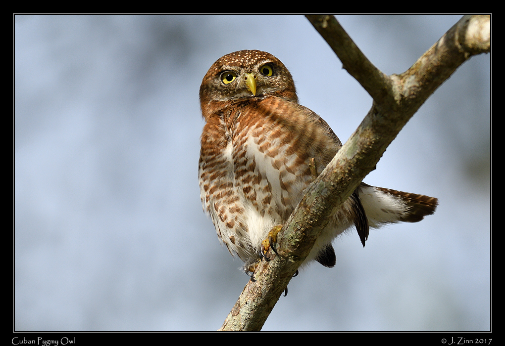 cuban_pygmy_owl_8792a