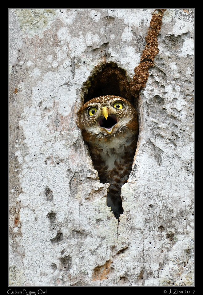 cuban_pygmy_owl_8882a