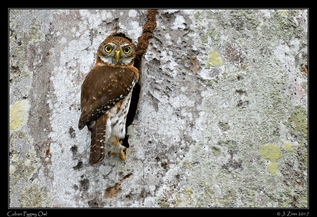 cuban_pygmy_owl_8889a