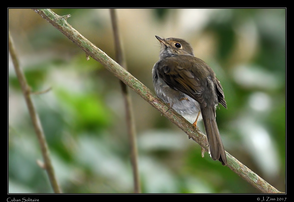 cuban_solitaire_8901a