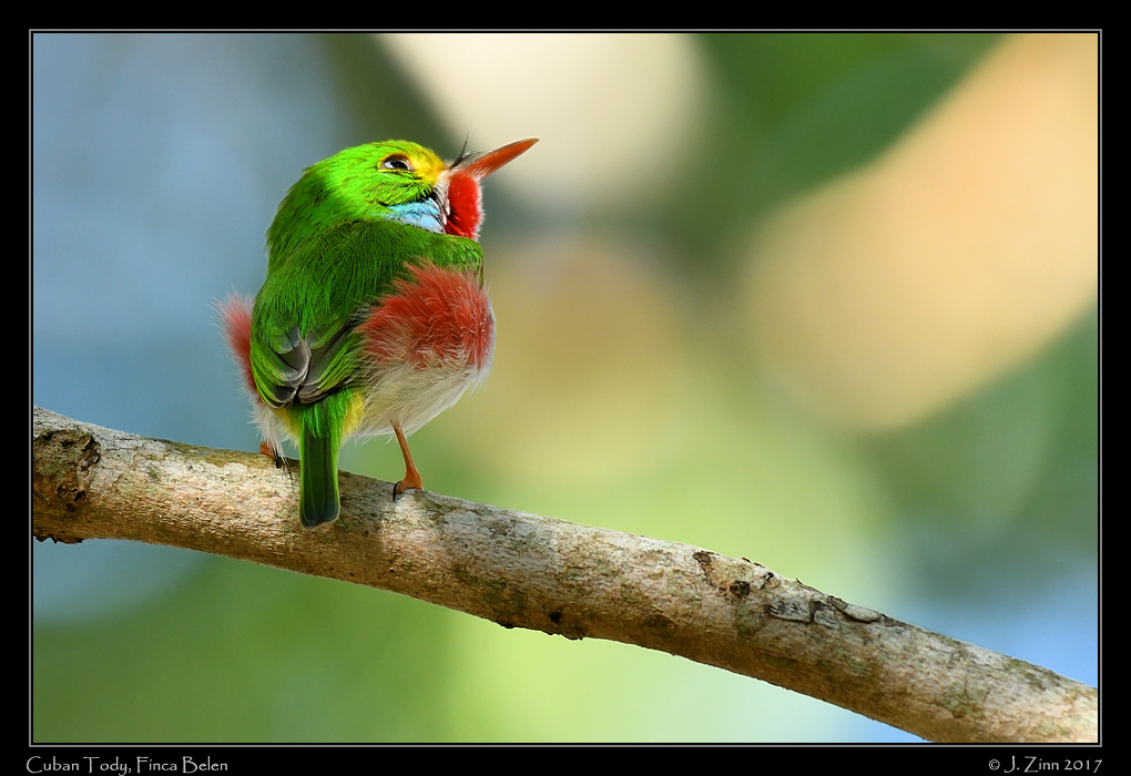cuban_tody_1409a