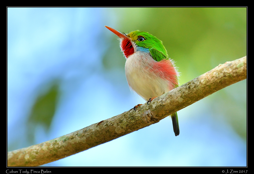 cuban_tody_1430a
