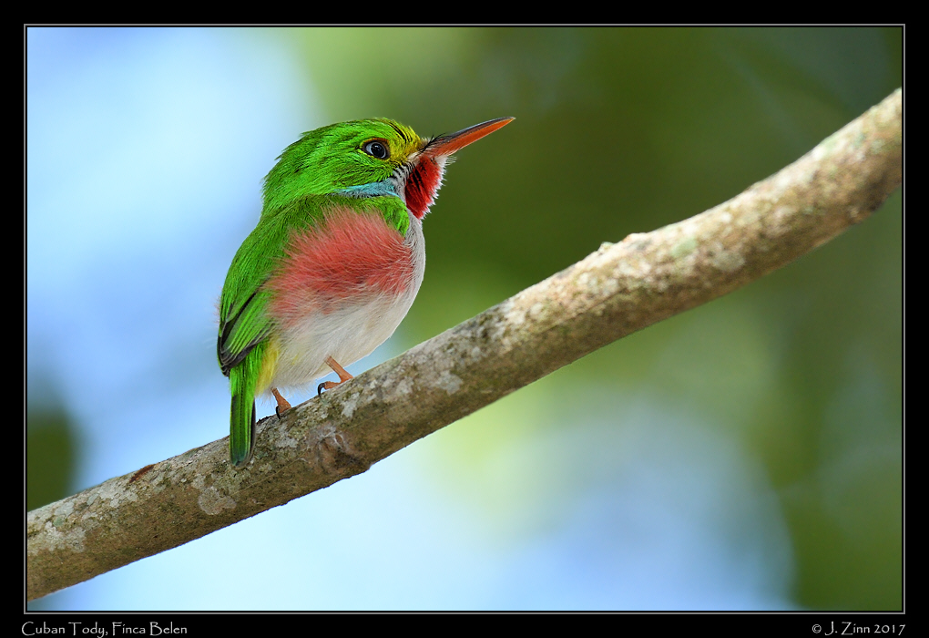 cuban_tody_1454a