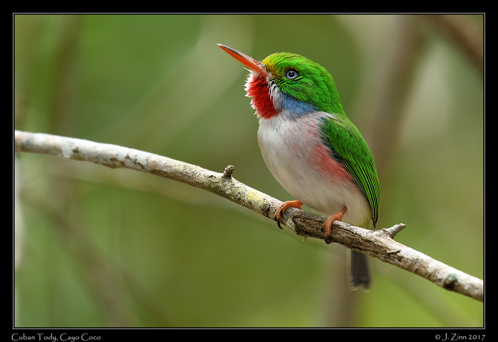 cuban_tody_2021a