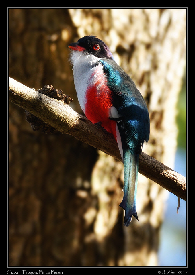 cuban_trogon_1292cfx