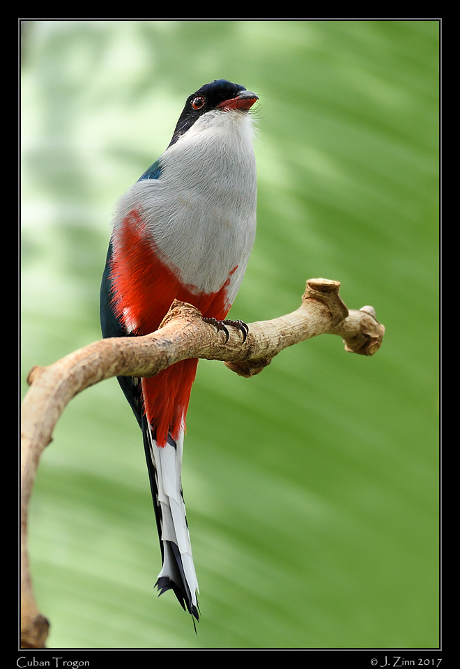 cuban_trogon_8282a