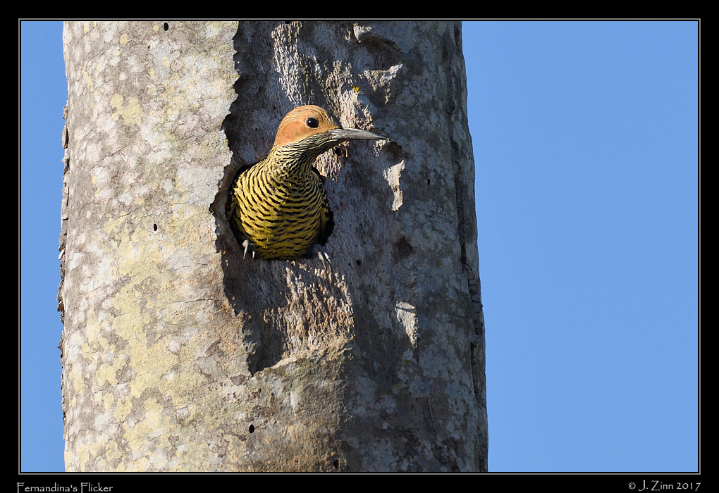 fernandinas_flicker_0136a