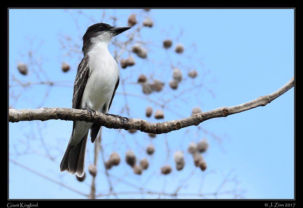 giant_kingbird_8529a