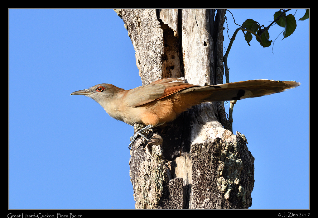 great_lizard_cuckoo_1221b