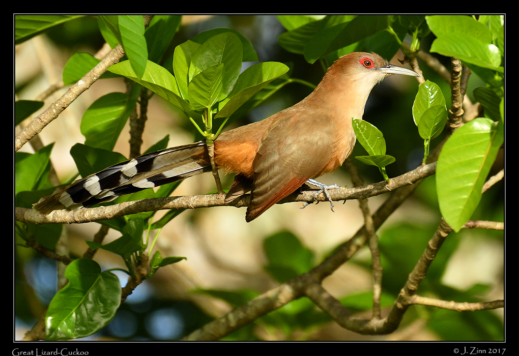 great_lizard_cuckoo_8731a