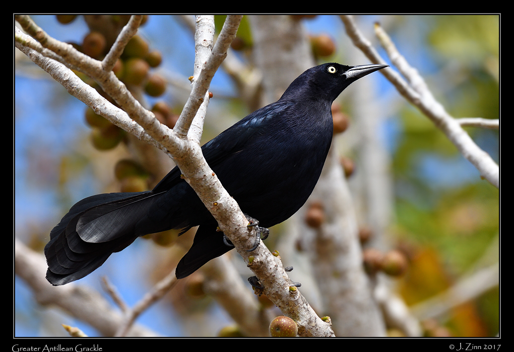 greater_antillean_grackle_9293a