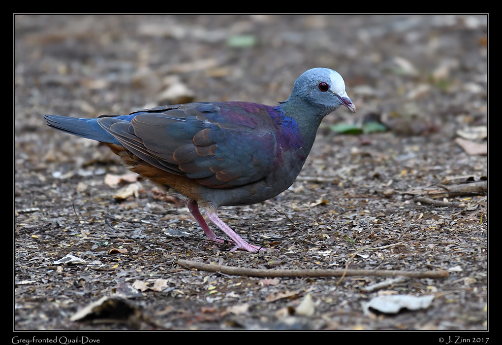 grey_fronted_quail_dove_9797a