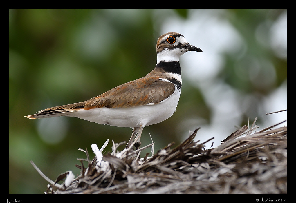 killdeer_8312a