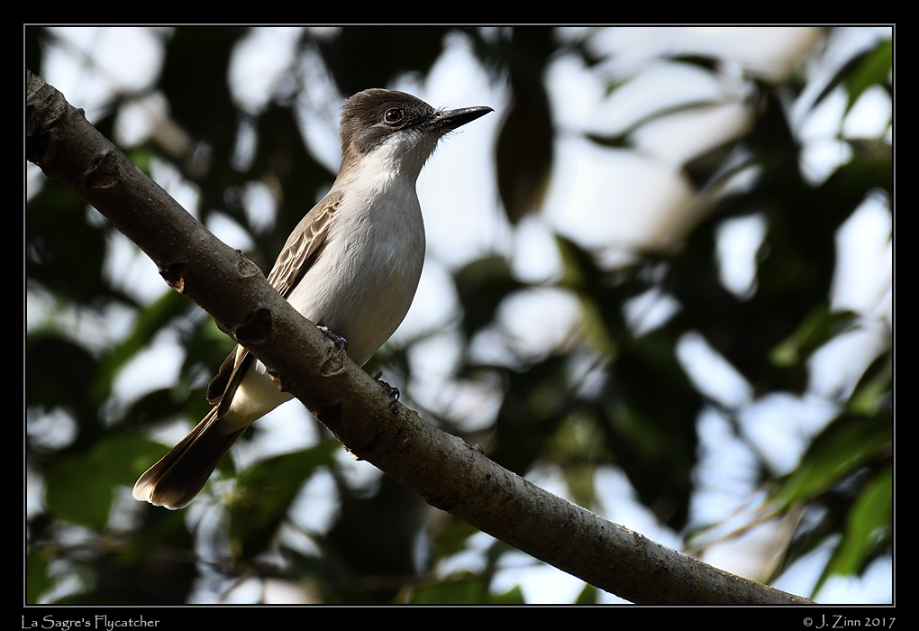 la_sagras_flycatcher_9517a