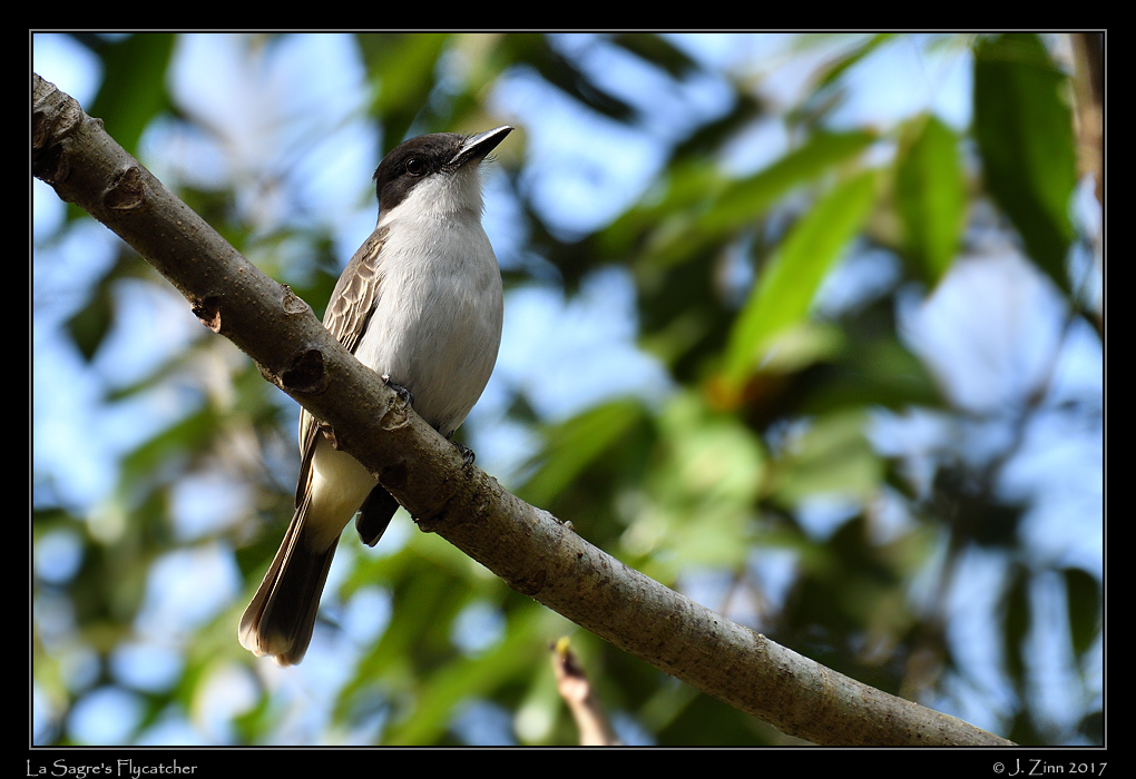 la_sagras_flycatcher_9529a