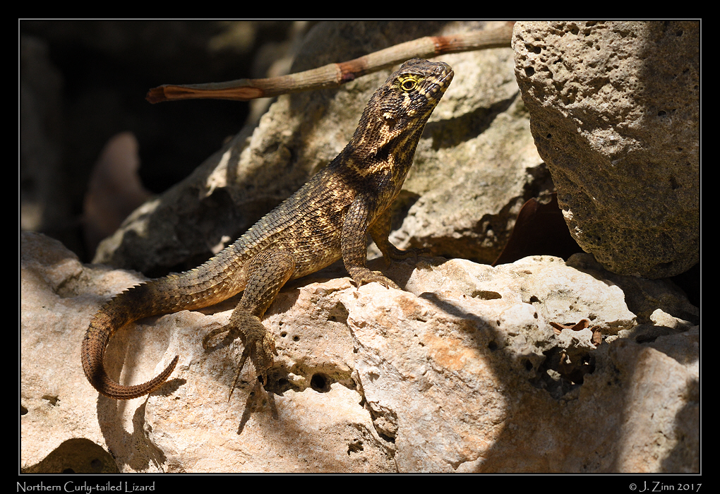 northern_curly_tailed_lizard_0569a