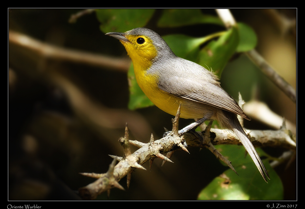 oriente_warbler_1536cfx