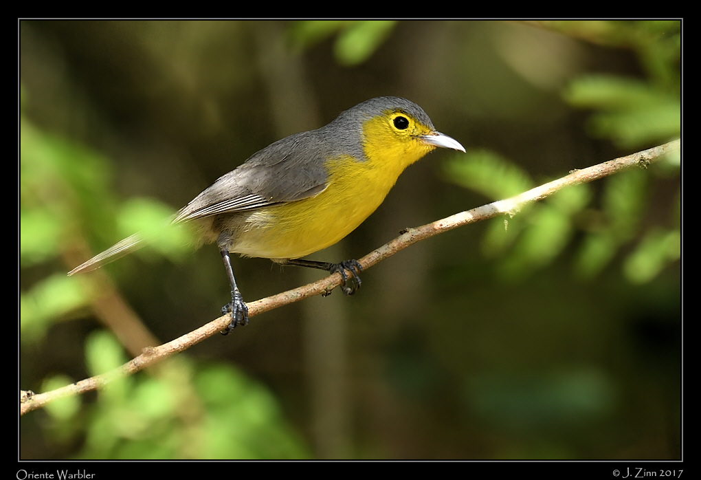 oriente_warbler_1550a